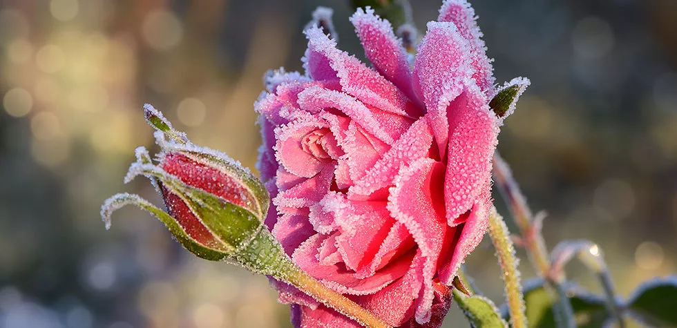 想要月季安全過冬開花翻倍？這份過冬攻略請查收
