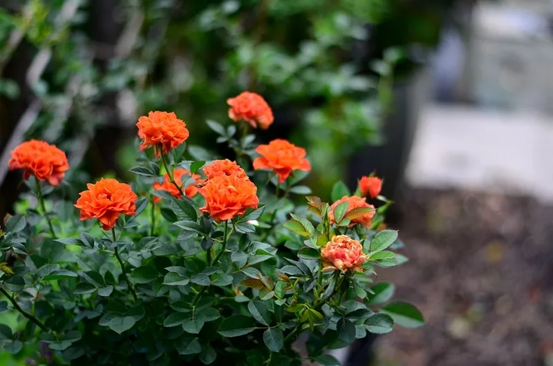 趁著天熱給月季花苞“剪幾刀”，秋花又大又密