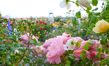 開啟園藝新零售！這家企業(yè)要在“2019中國(guó)（長(zhǎng)興）花木大會(huì)”呼風(fēng)喚雨！