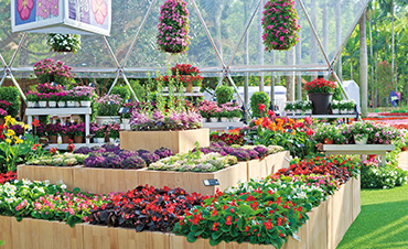超72.6萬(wàn)客流，虹越承接深圳花展核心區(qū)，打造現(xiàn)象級(jí)花展