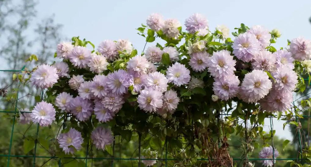 小空間也能美上天，你的花園真的很需要她！