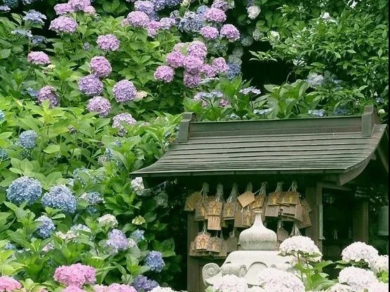 日系繡球 | 琉璃美人，不似人間客