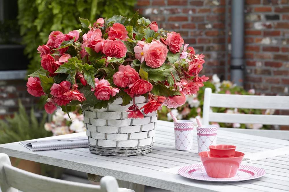 形如牡丹，花似月季：球根海棠的選品與養(yǎng)護(hù)