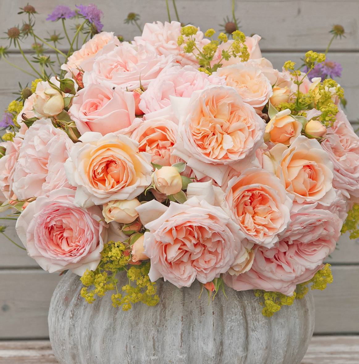 ADR測試認(rèn)證！帶你了解什么才是真正的抗病月季