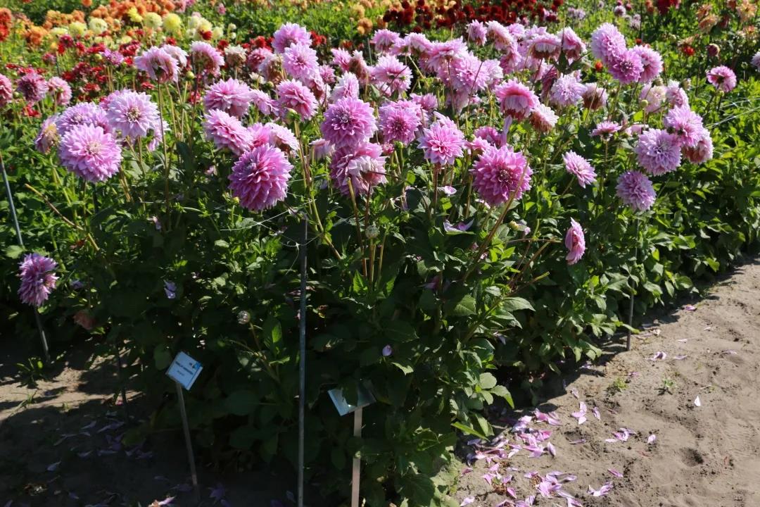 大麗花養(yǎng)護全指南，夏天收獲一片花海