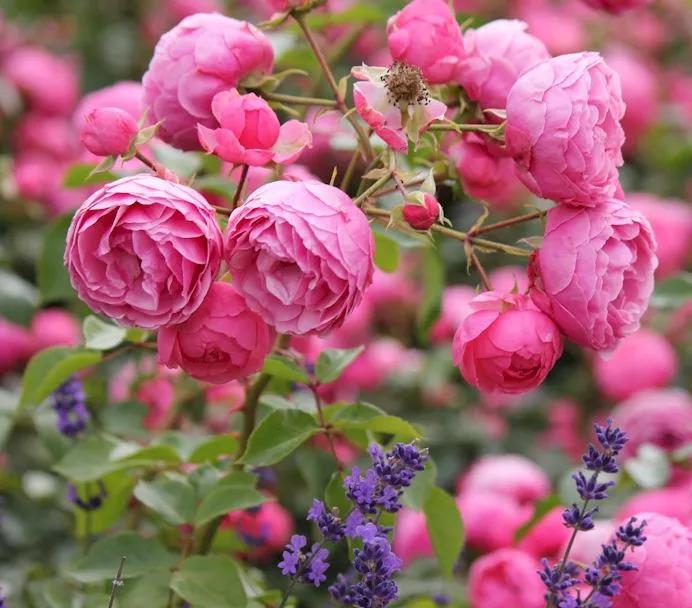 我家小可愛一直不開花，你確定這6件事都做對了嗎