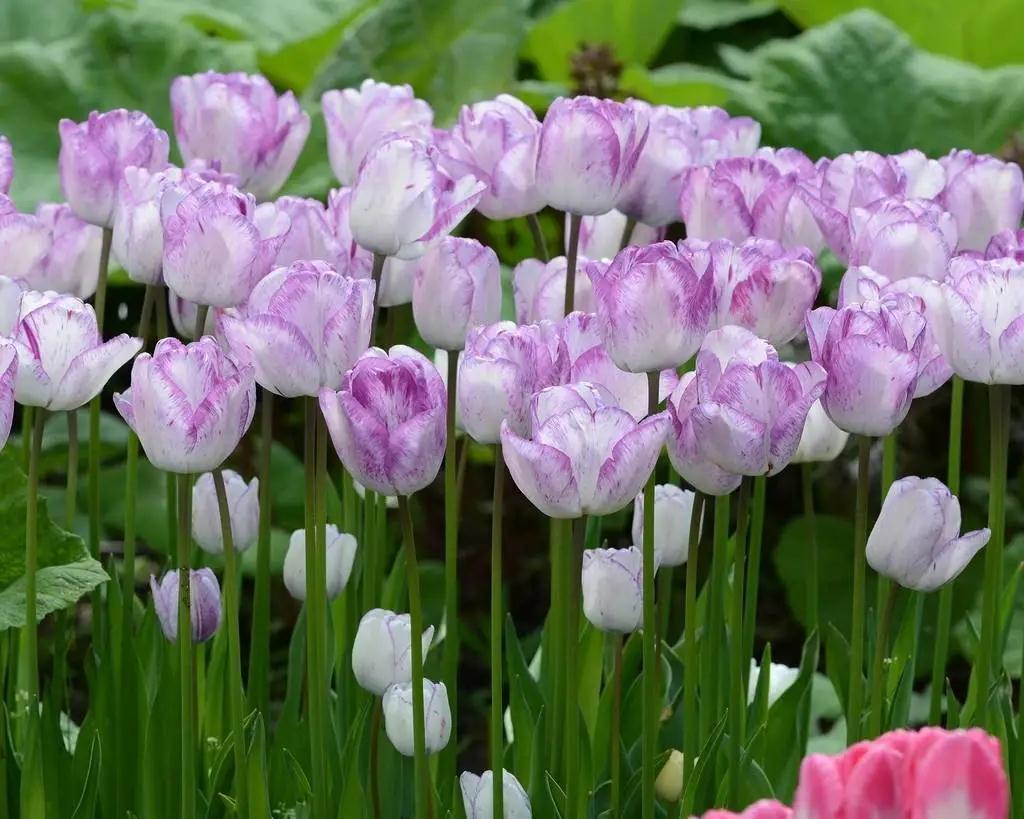 新手必看，郁金香要這么種才對(duì)呀 | 球根花卉超好種?問答篇第3期