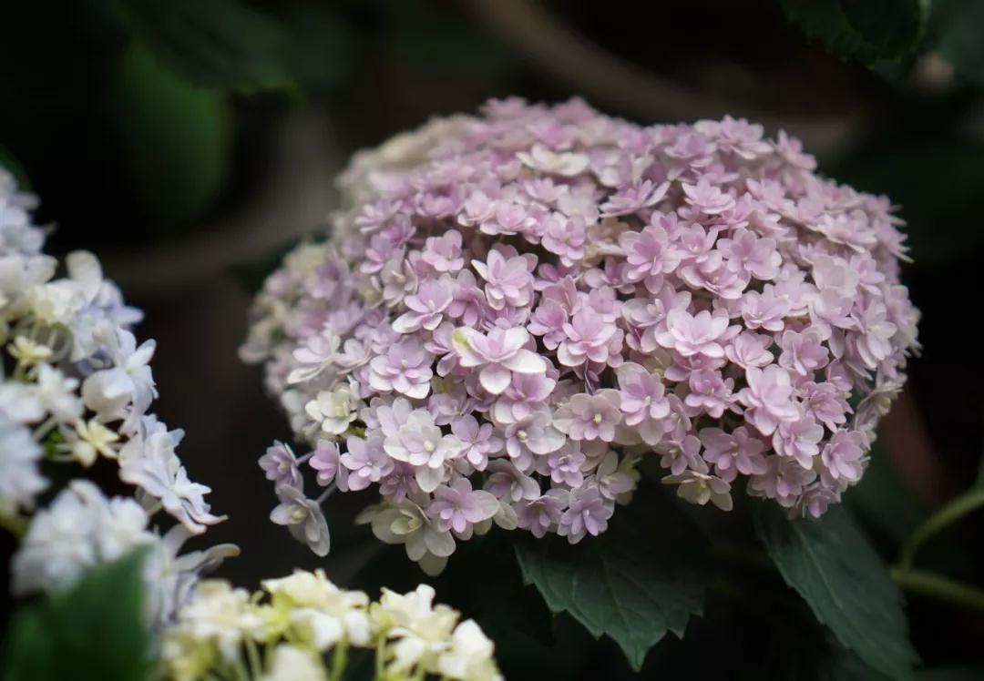繡球能不能曬？夏天需不需要拉網(wǎng)？