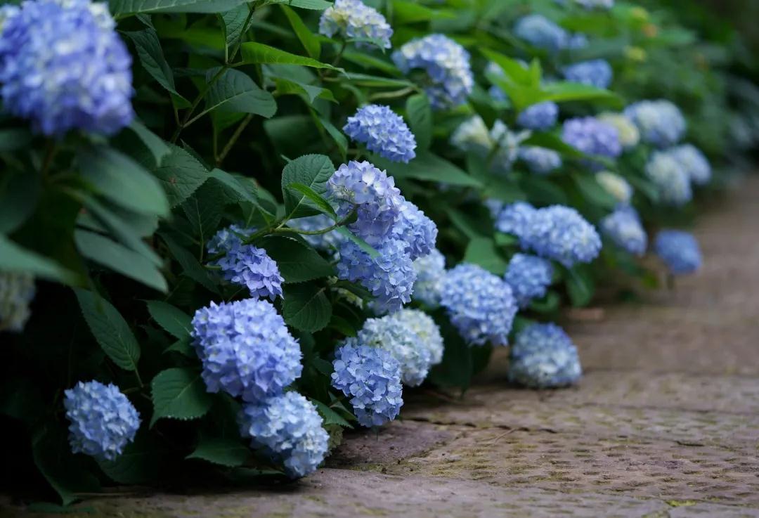 你真的了解繡球么？園藝大神上線，詳解關(guān)于繡球的一切