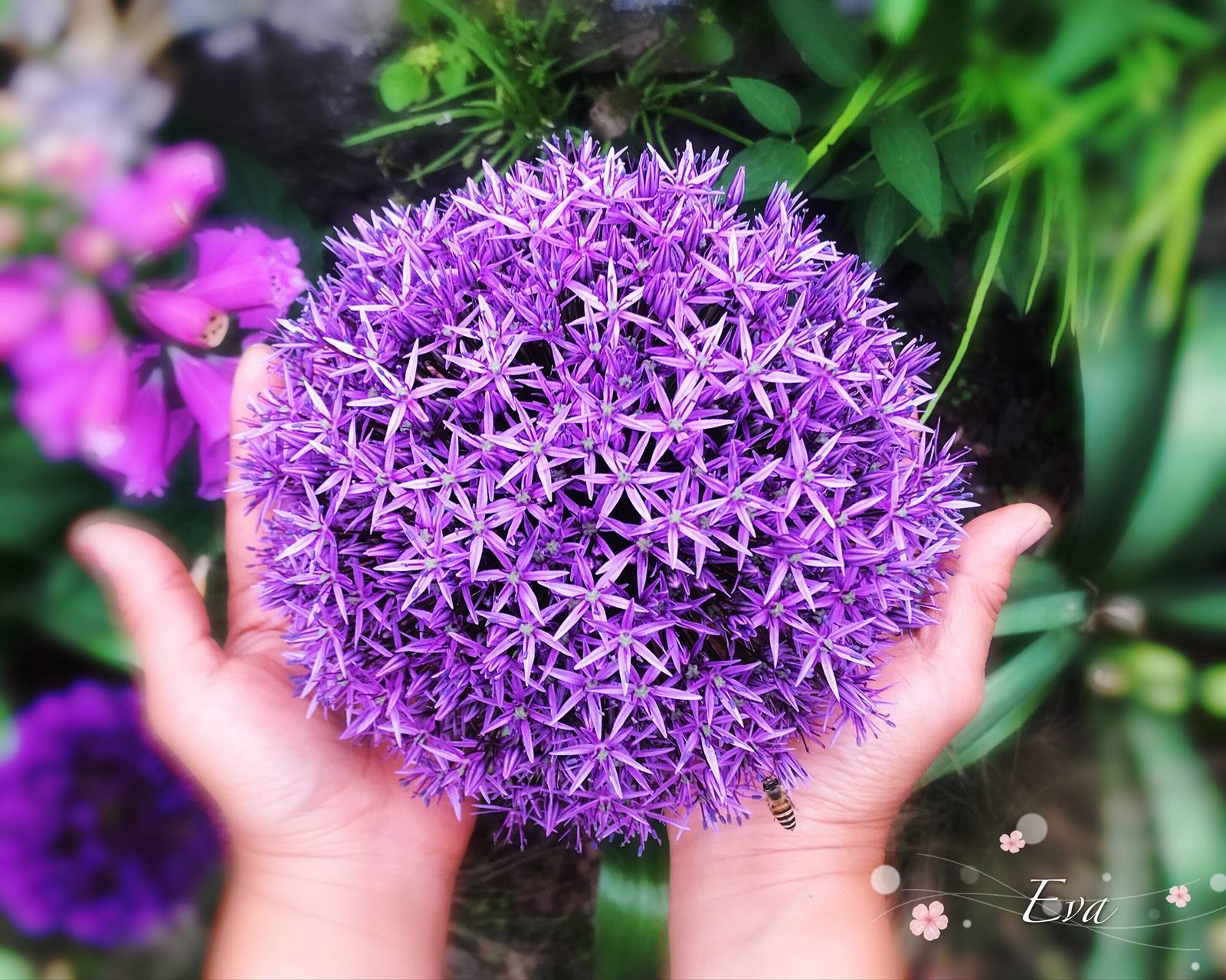 關(guān)于大花蔥，你想知道的都在這 | 球根花卉超好種·問答篇第1期