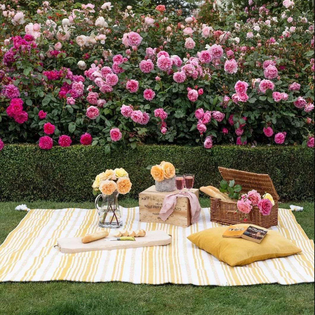 把握九月黃金期，換盆、修剪......這些養(yǎng)護別松懈