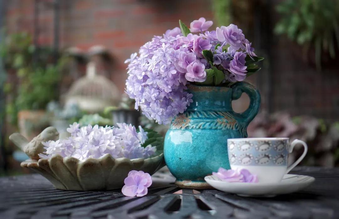 為什么六月的繡球都趴下了？