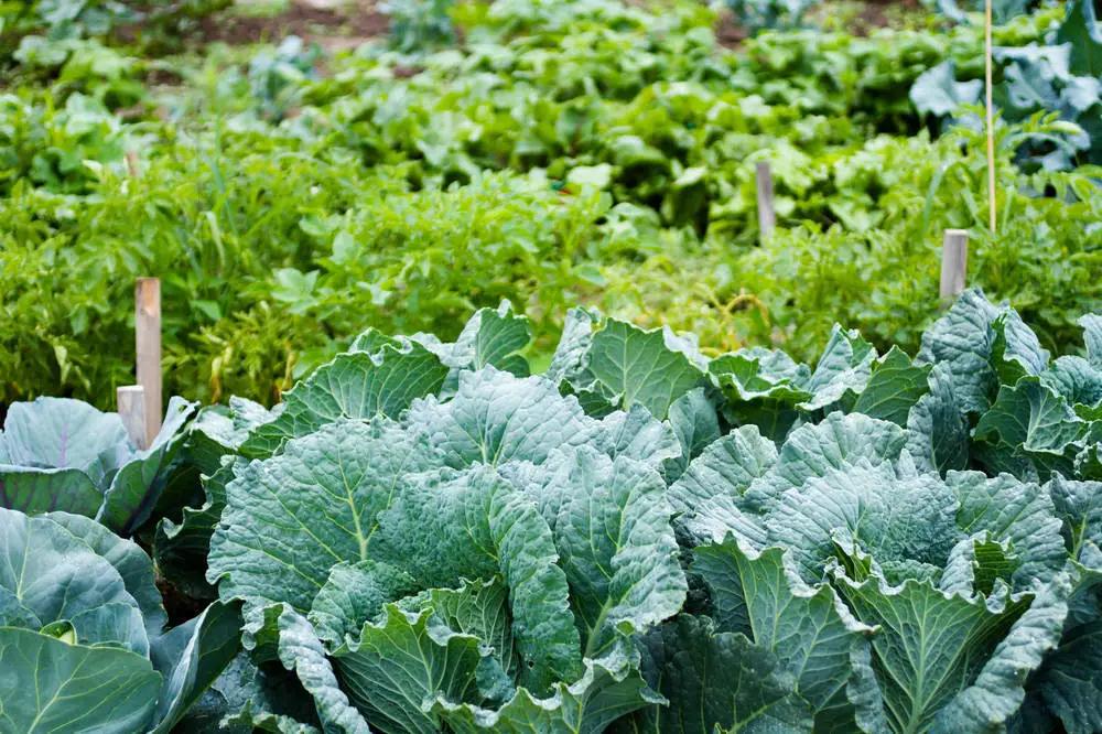 變身創(chuàng)意花園！邊角地也能治愈城市生活～