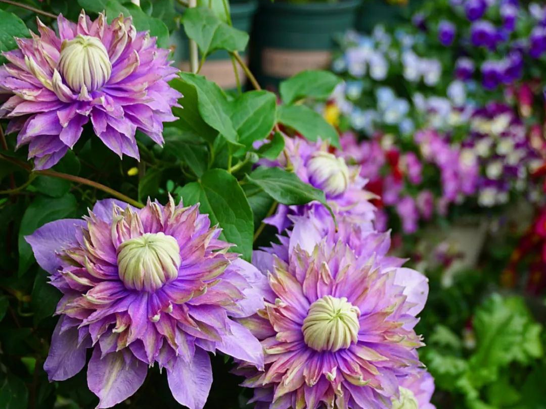 如何在小空間種出大花量的驚艷效果？選艾維森大道鐵線蓮就對了！