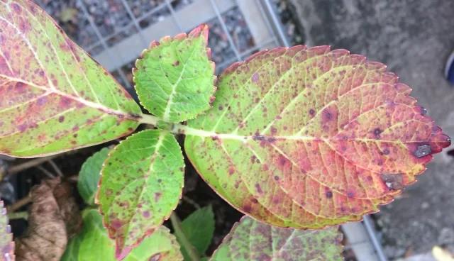 雨雨雨的日子，你家花花草草做好應(yīng)對準(zhǔn)備了嗎？