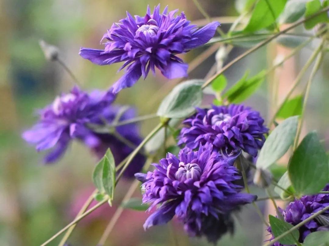 HI~美得冒泡的新品鐵線蓮，都藏在這篇選品指南里了