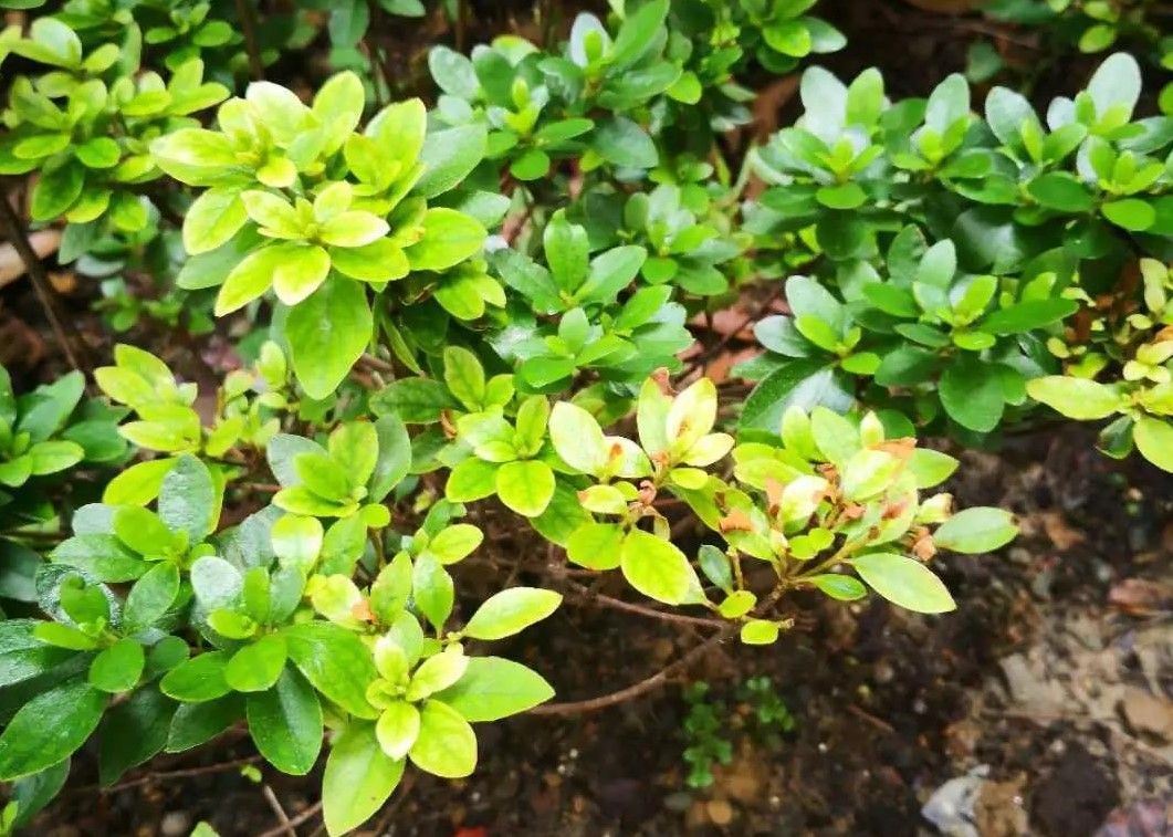 夏天植物狀態(tài)差？別急，看看是不是這5個(gè)典型問(wèn)題