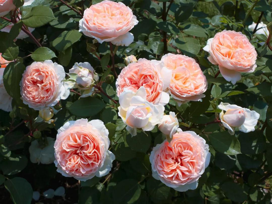 顏值即正義！新品月季人氣top10，你最愛哪一款？