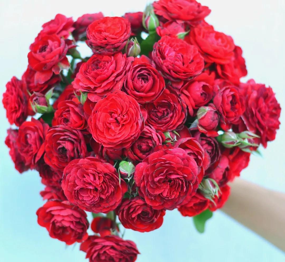 她來自月季魔鬼訓(xùn)練營(yíng)，優(yōu)秀到整個(gè)城市為她冠名！