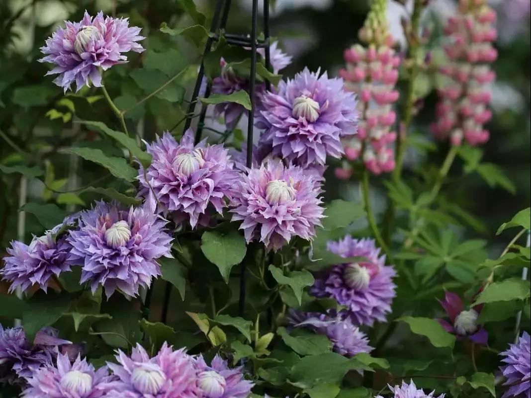 宅家花事 | 鐵線蓮當(dāng)季修剪指南，為春天蓄力！