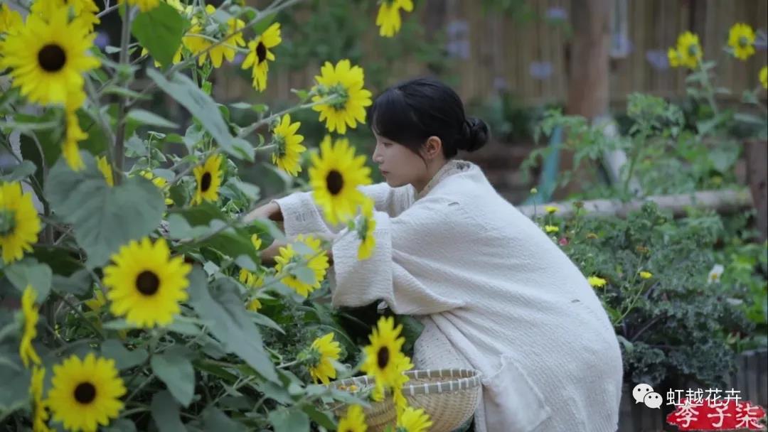 李子柒的向日葵，竟然是之前全網(wǎng)賣斷貨的它？