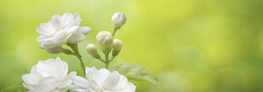 花開半年的人間第一香，還有哪些驚喜是我們不知道的