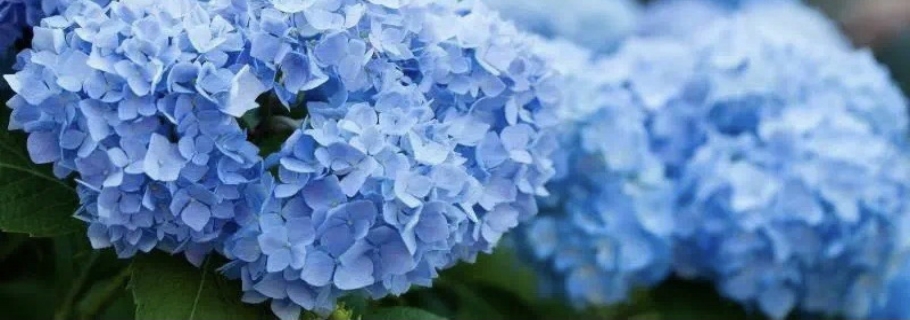 調(diào)藍(lán)的滋味，繡球和你都想了解