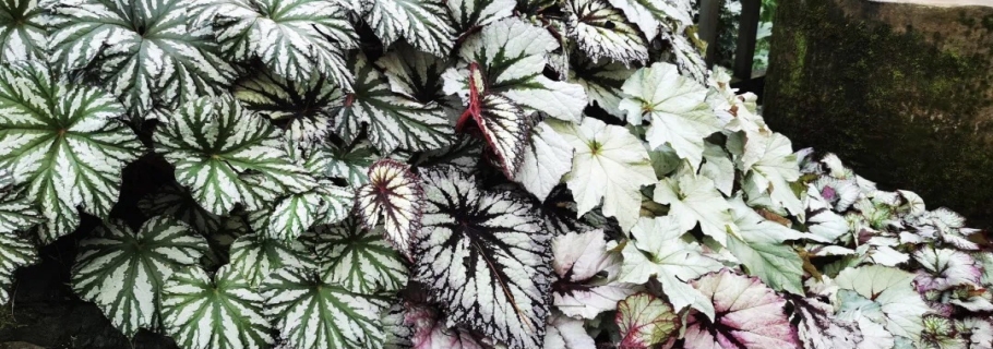 若你喜歡觀葉，其實她很美 | 園藝百科·秋海棠