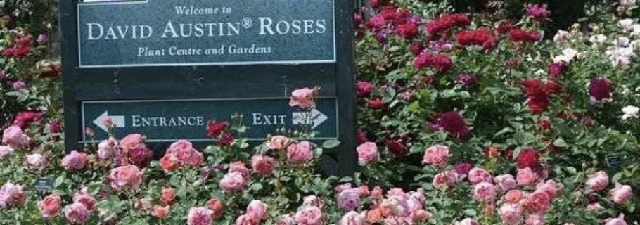 英國奧斯汀月季新品超強陣容亮相，遠期預(yù)售重磅回歸！