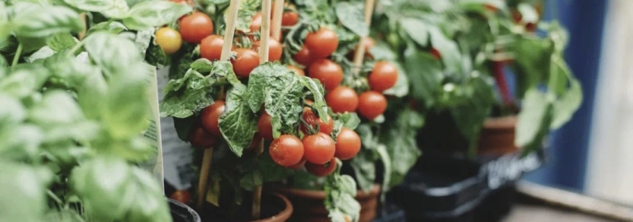 陽臺種上一棵小番茄，在家收獲向往的生活