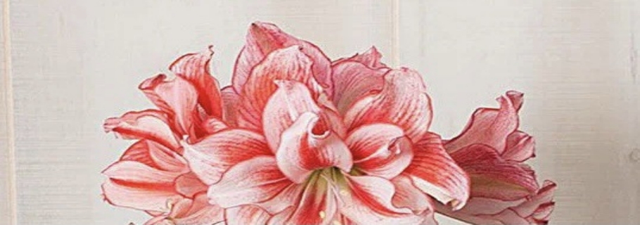 “這是我養(yǎng)過最劃算的球根，沒有之一！”