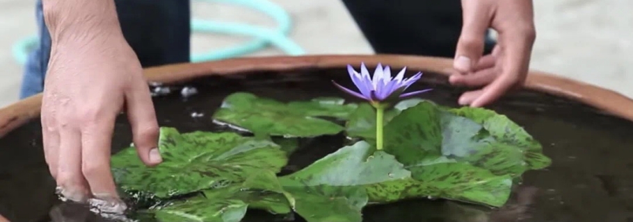 多余的大盆不要扔， 留著種睡蓮，驚艷所有人