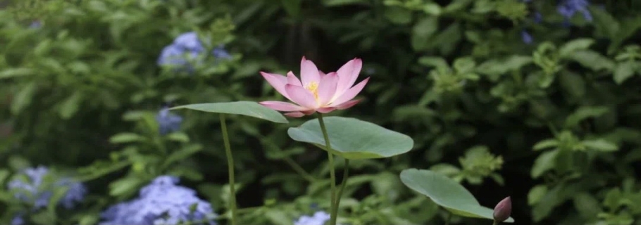 碗蓮：雖然我個頭小，但我美麗又好玩！