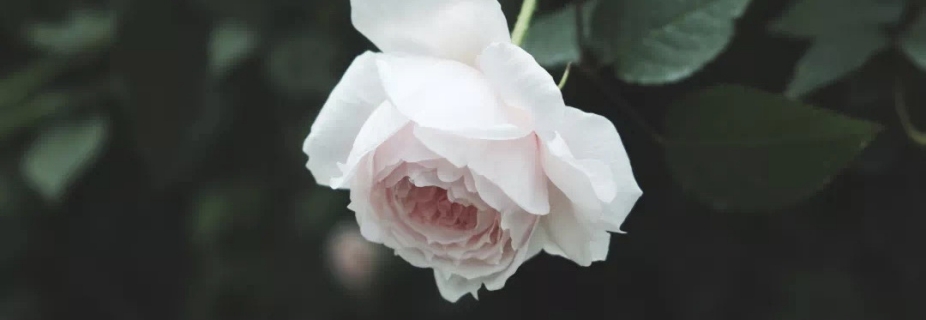 關(guān)于月季抹芽這件事，老師已經(jīng)說倦了~