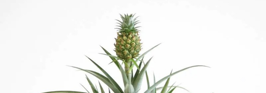 家里種菠蘿的快樂，你值得擁有！