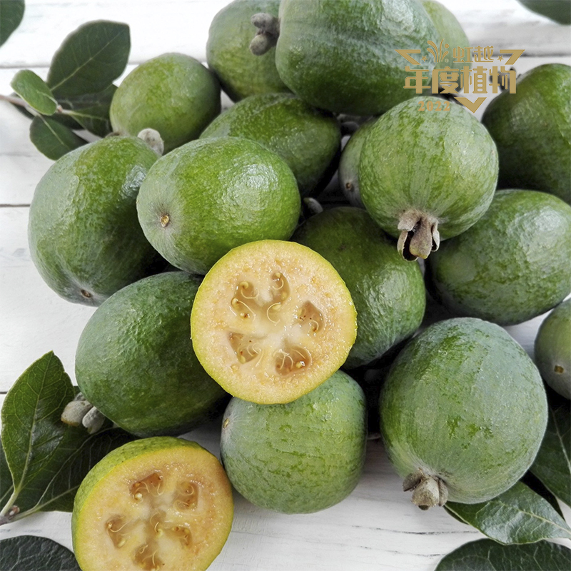 虹安? 菲油果‘安德?！?>
                <div   id=