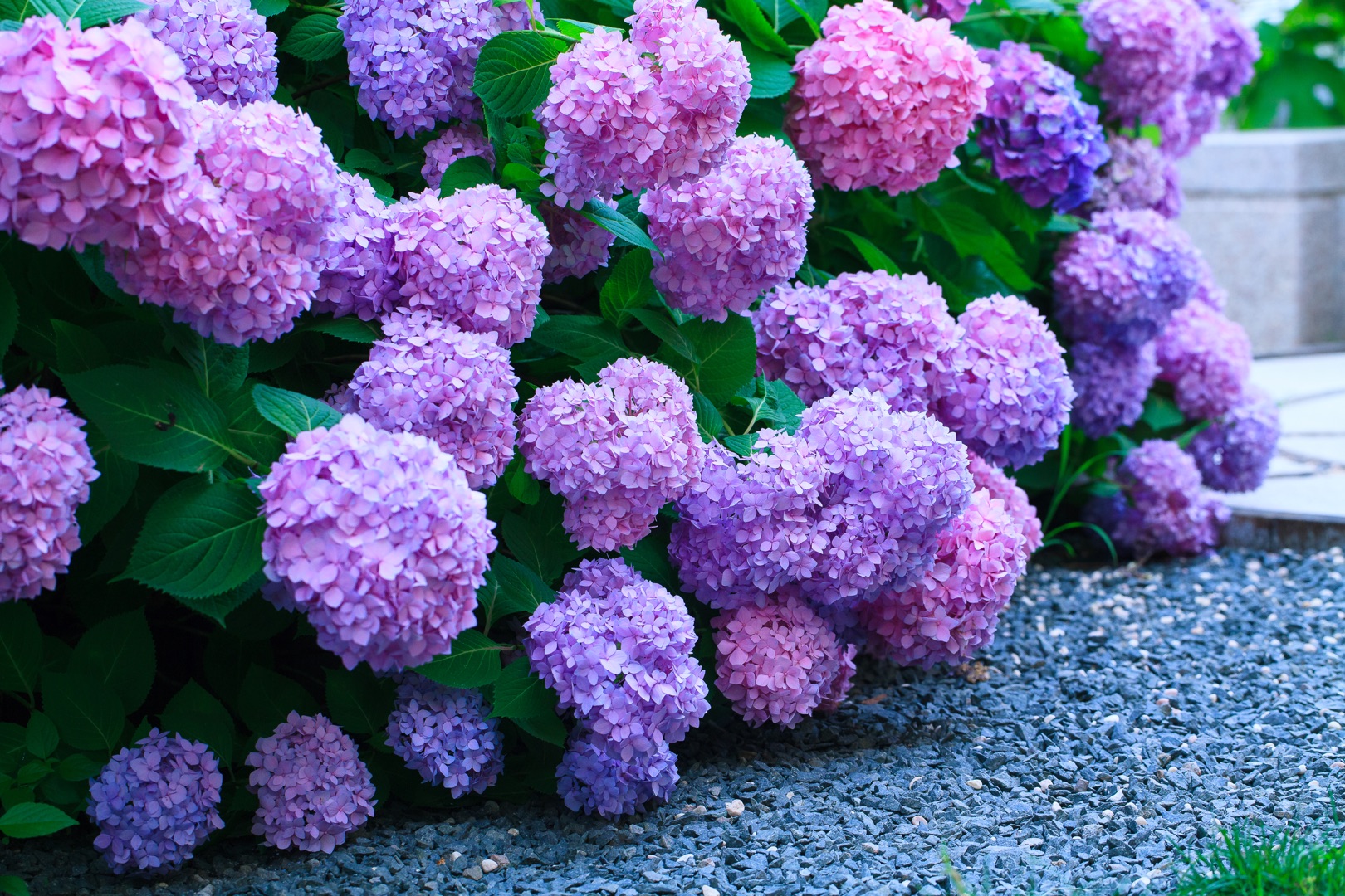 繡球明年想要爆花，抓住這波冬季修剪好時機