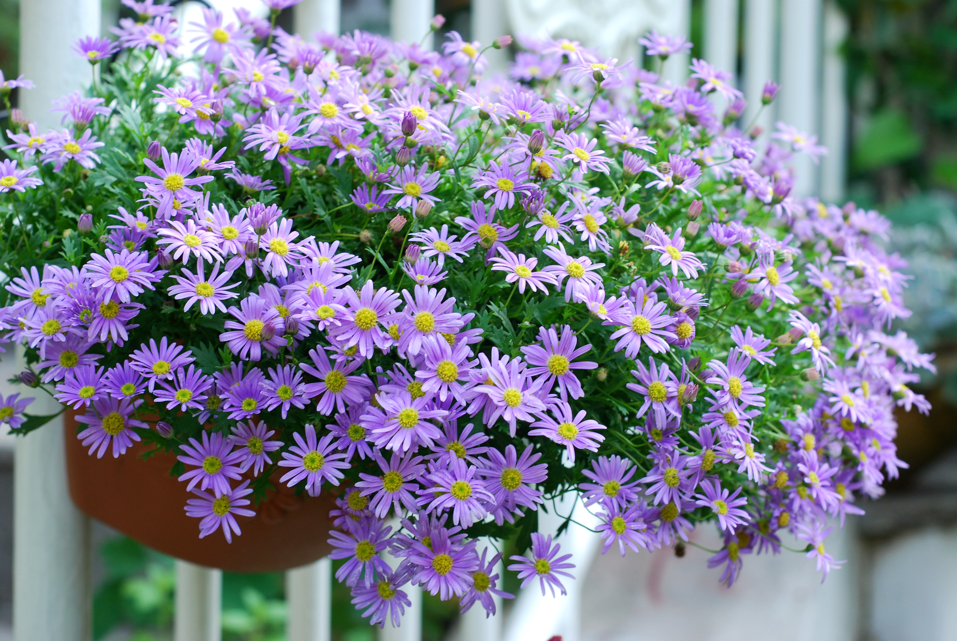 花開365天的姬小菊能有多可愛？親自體驗(yàn)才知道！