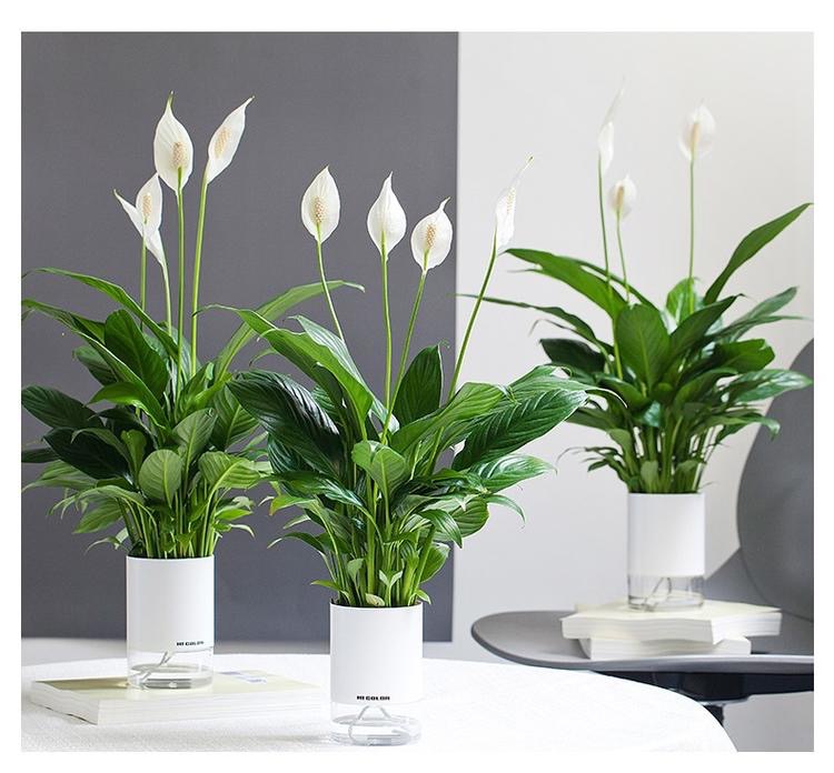 會(huì)自己喝水的神仙植物，可比假花省心多啦