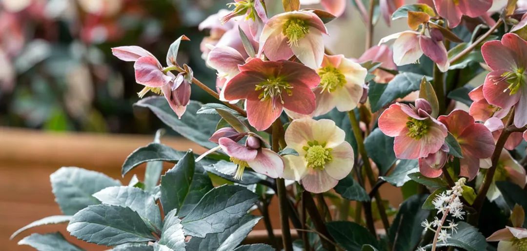 比玫瑰更燦爛，鐵筷子才是360度無死角的仙女花！