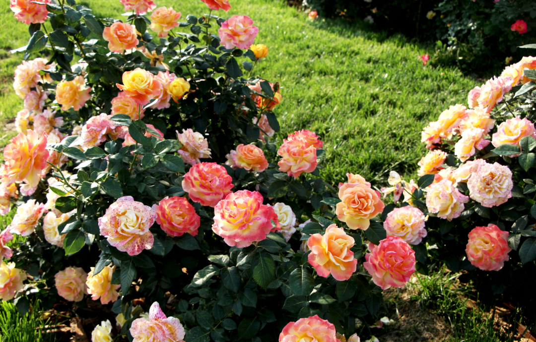 俞紅強(qiáng)×虹越 | 秀外慧中，天性皮實(shí)，它們是天生的國月之光！