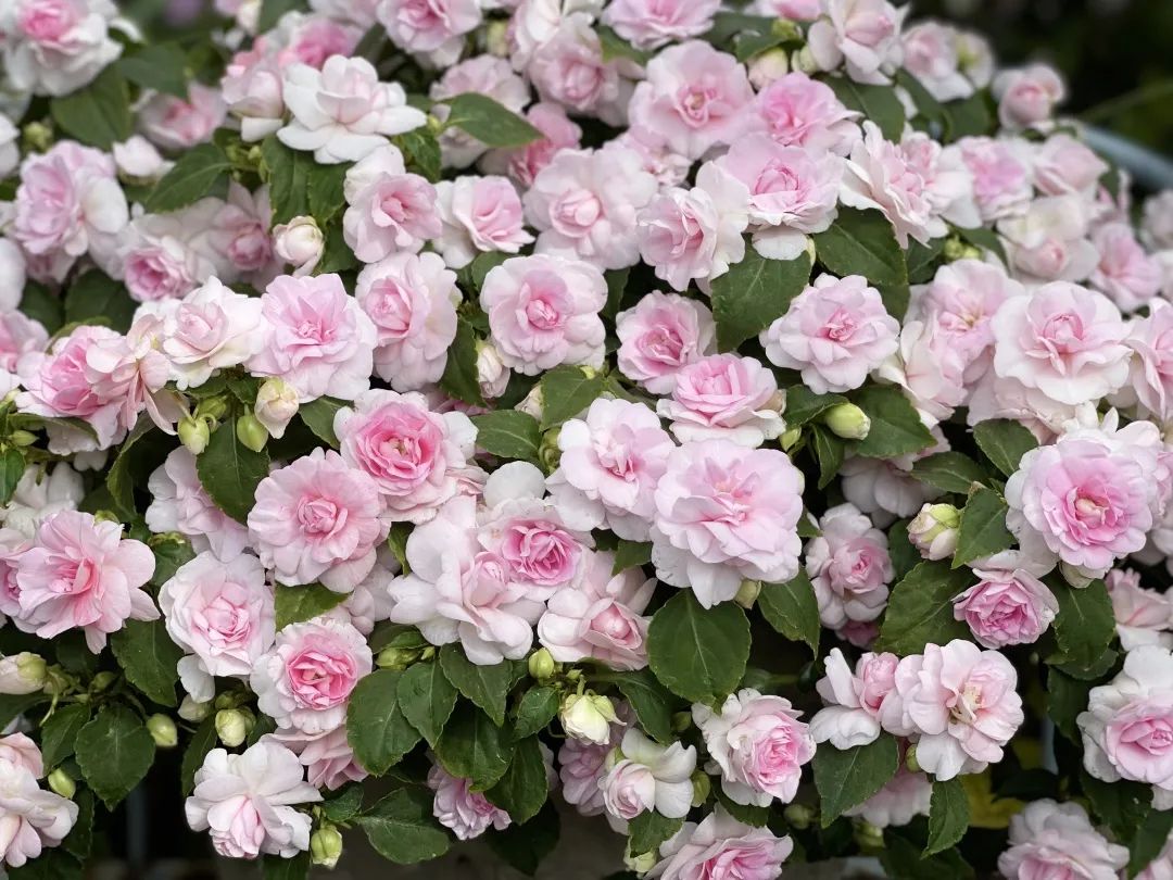 ‘平平無(wú)奇’小草花，爆成花球怎么就這么好看