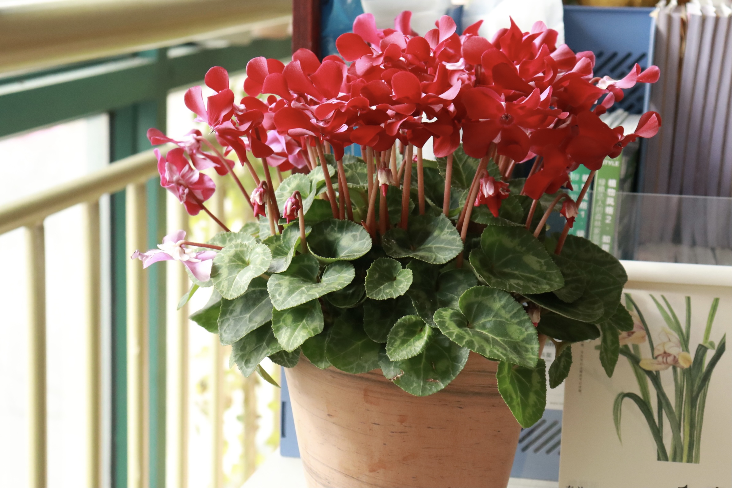 一言不合就爆花，今年最火的仙客來你入手了嗎？