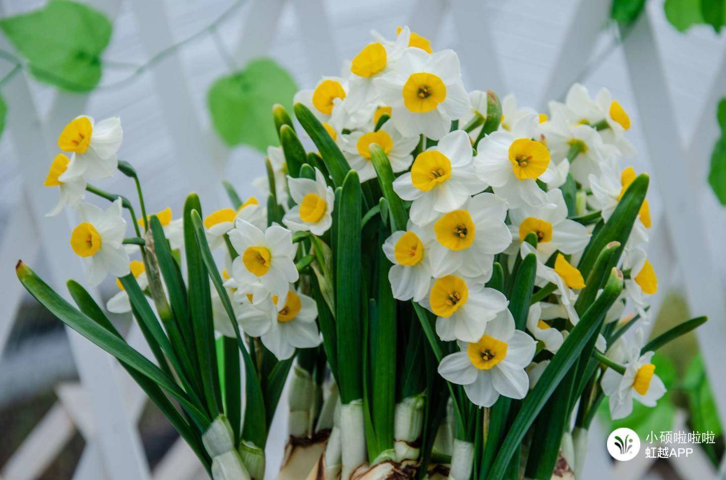 只要有水就滿室生香，難怪全世界都愛養(yǎng)它！