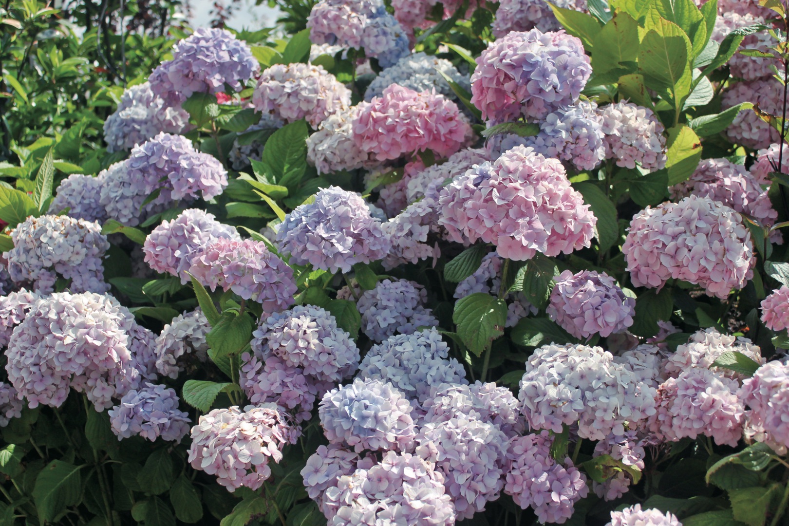 想要繡球花開成海？再不修剪就晚了！