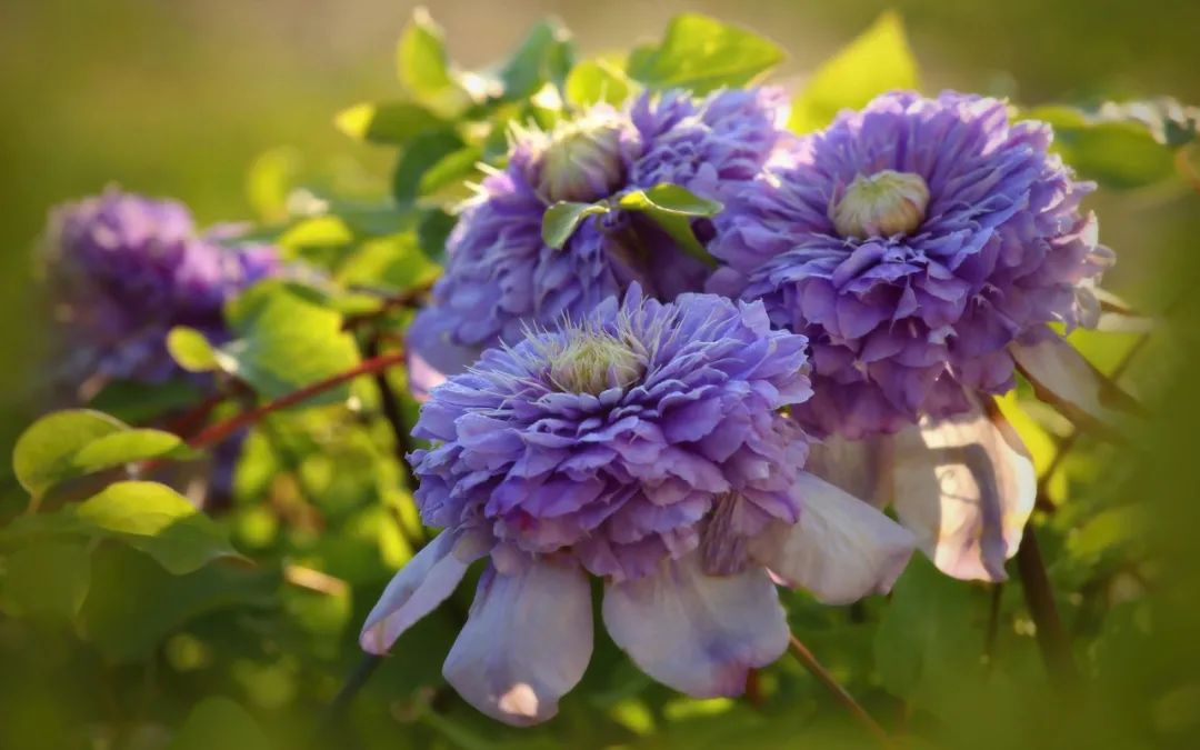 頂級神顏+輕松爆花，論優(yōu)秀你可以永遠(yuǎn)相信‘藍(lán)光’！