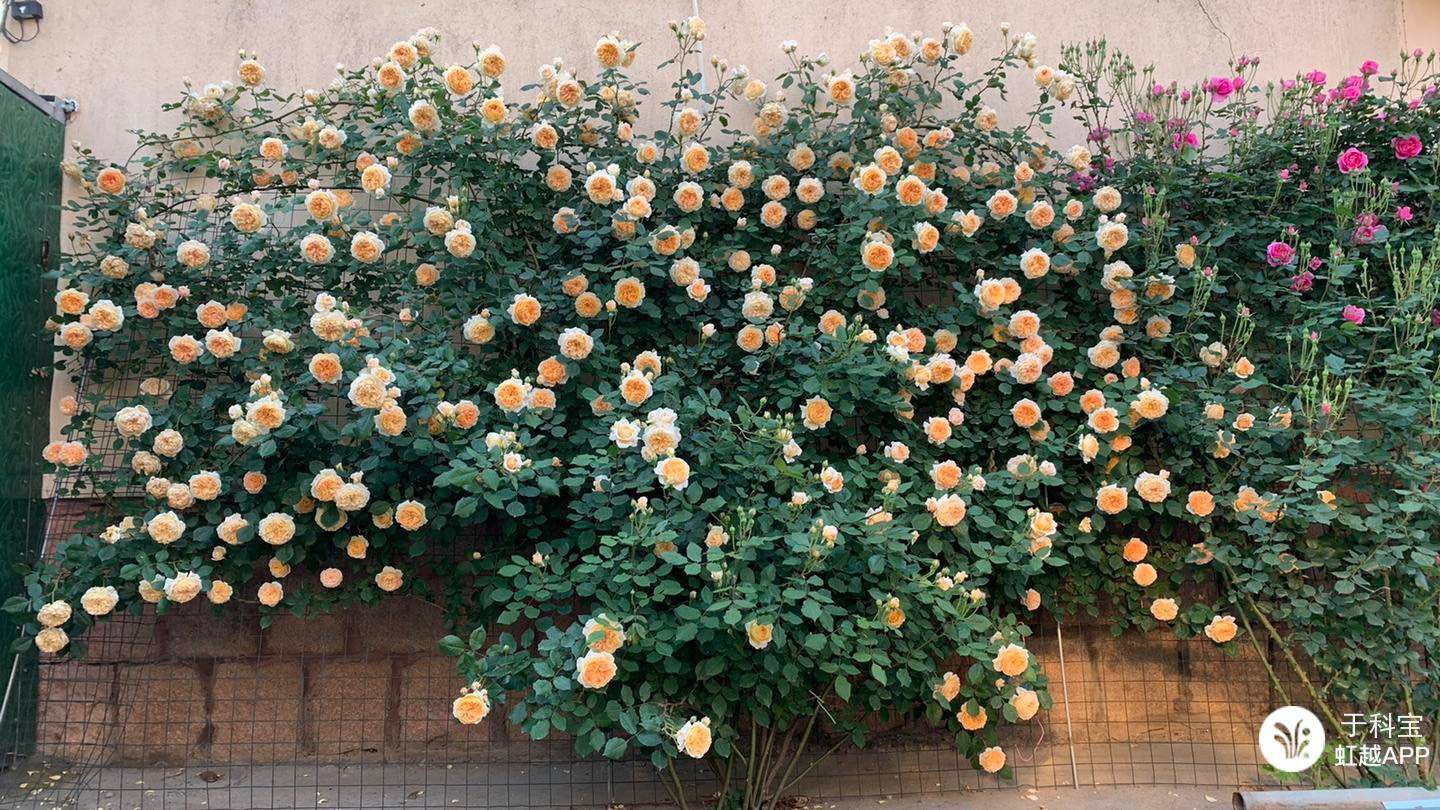 牙簽苗逆襲成十米月季花墻，兩年就足夠！