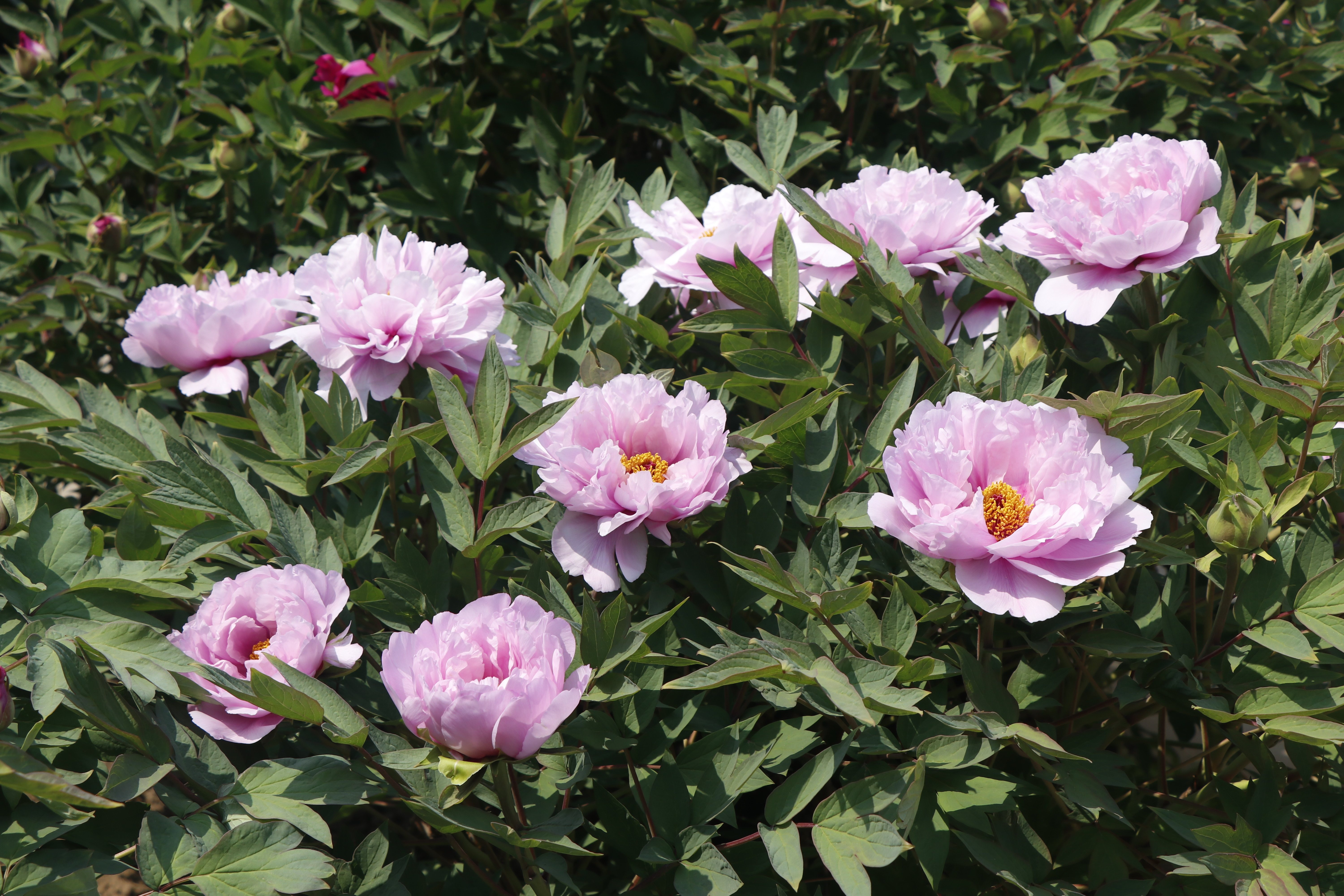 一位‘40后’花友，和他全是牡丹的北方小院