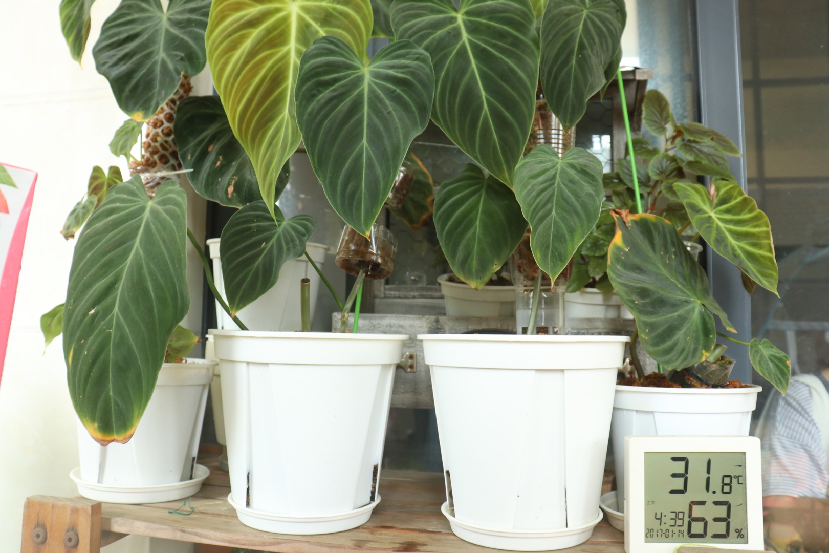 他在5㎡的陽(yáng)臺(tái)種了100盆綠植，打造逃離夏日的小森林