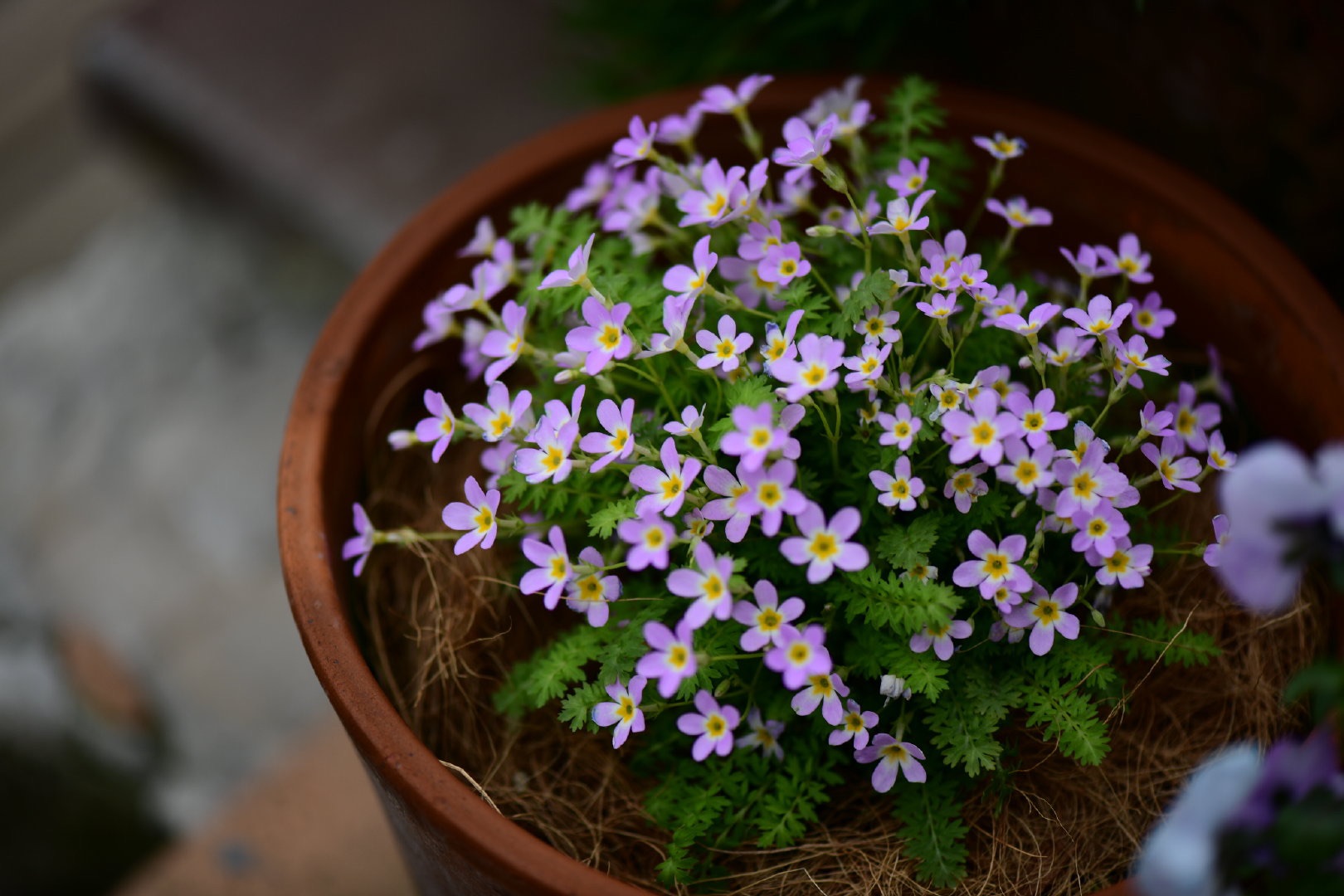 自帶仙氣的爆花小可愛，早春花園的美麗秘密竟然是它！